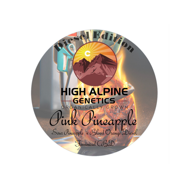 Pink Pineapple - High Alpine Genetics - Les jardins de bouddha