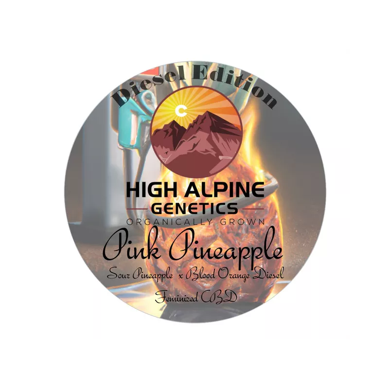 Pink Pineapple - High Alpine Genetics - Les jardins de bouddha