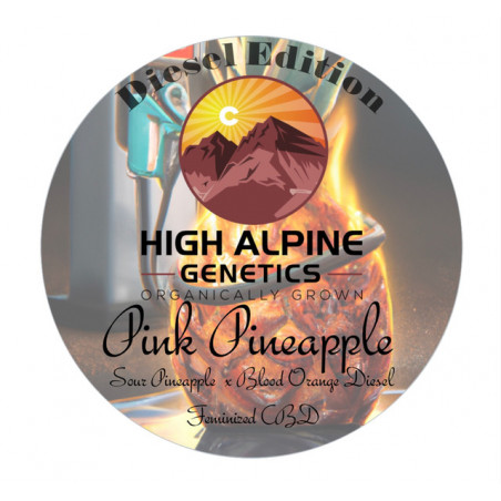 Pink Pineapple - High Alpine Genetics - Les jardins de bouddha