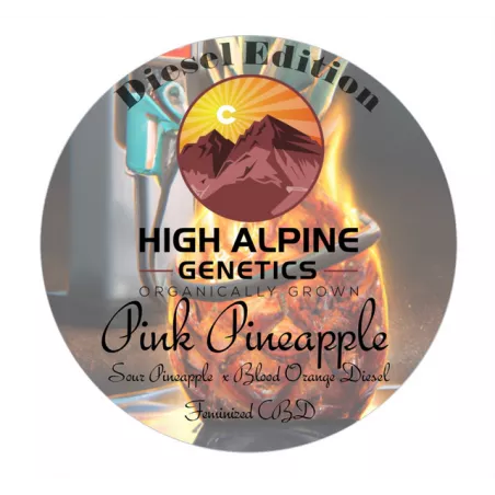 Pink Pineapple - High Alpine Genetics - Les jardins de bouddha