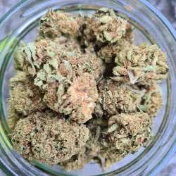 Dark Saphir - cultivée en greenhouse - Happy Pousse