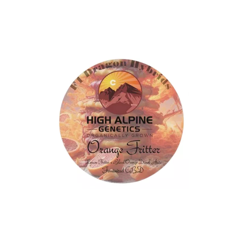 Orange fritter - High Alpine Genetics - Les jardins de bouddha