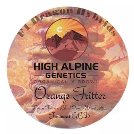 Orange fritter - High Alpine Genetics - Les jardins de bouddha