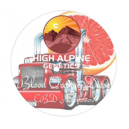 Blood Orange Diesel Auto - High Alpine Genetics