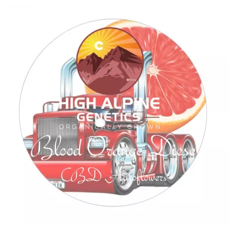 Blood Orange Diesel Auto- High Alpine Genetics - Les jardins de bouddha