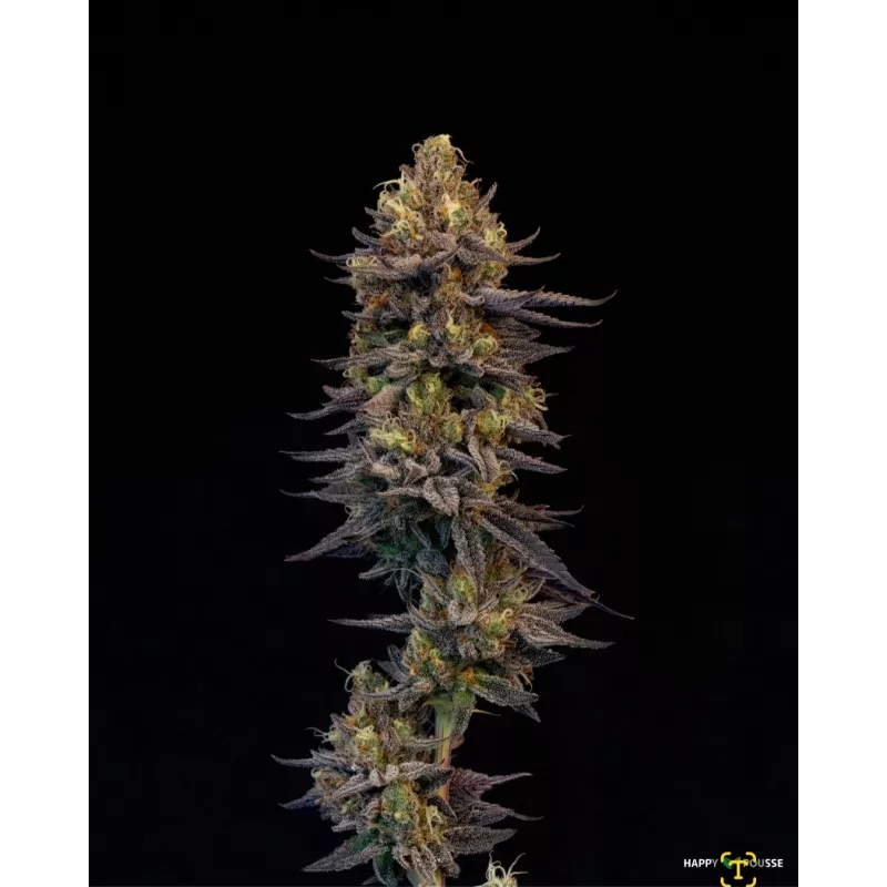 Blue-Lavande-Happy-Pousse-cultivée-en-indoor