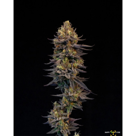 Blue-Lavande-Happy-Pousse-cultivée-en-indoor