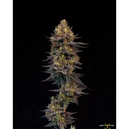 Blue-Lavande-Happy-Pousse-cultivée-en-indoor