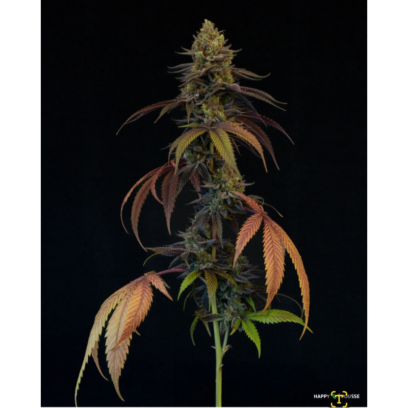 Blue-Lavande-Happy-Pousse-cultivée-en-indoor