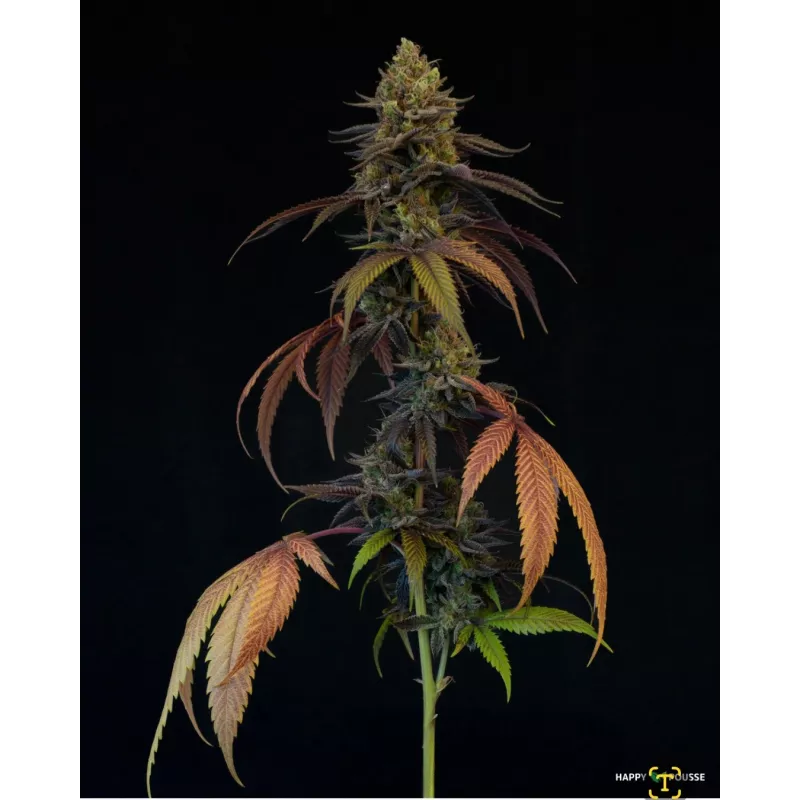 Blue-Lavande-Happy-Pousse-cultivée-en-indoor