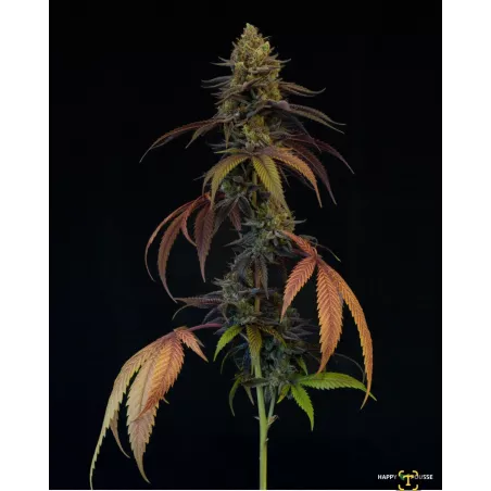 Blue-Lavande-Happy-Pousse-cultivée-en-indoor