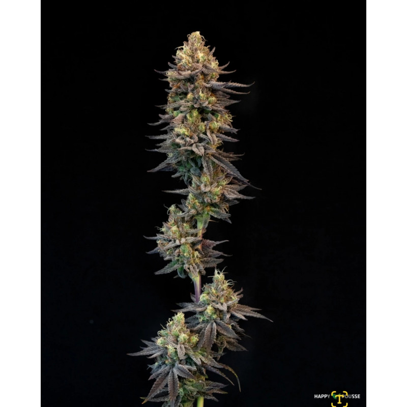 Blue-Lavande-Happy-Pousse-cultivée-en-indoor