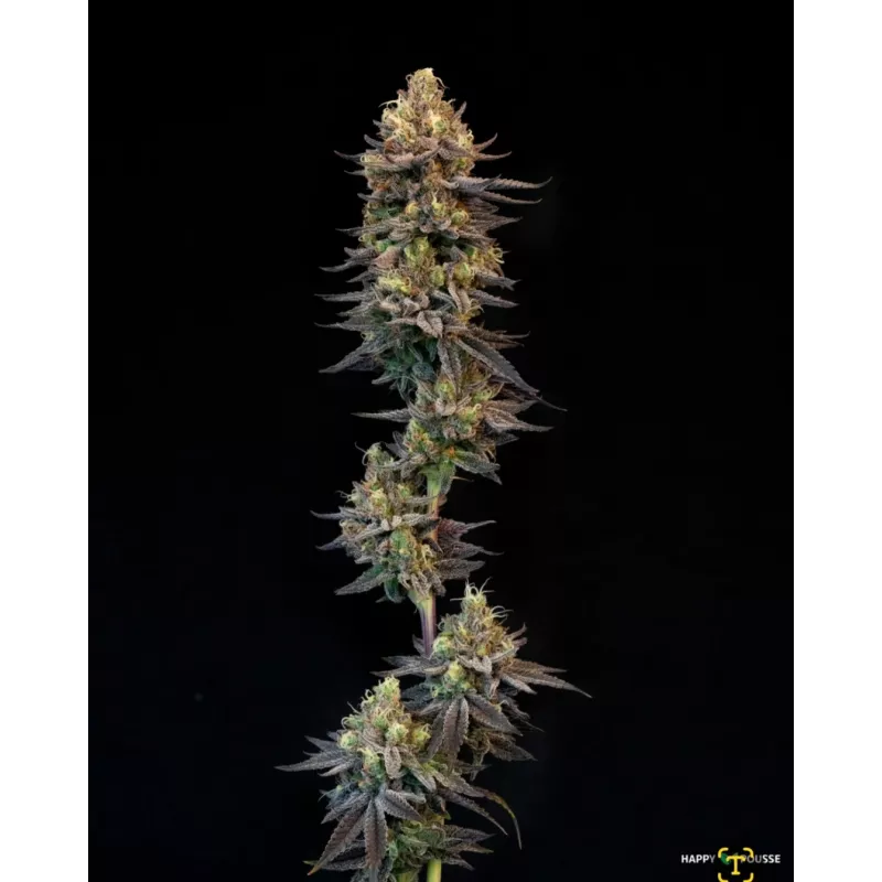 Blue-Lavande-Happy-Pousse-cultivée-en-indoor