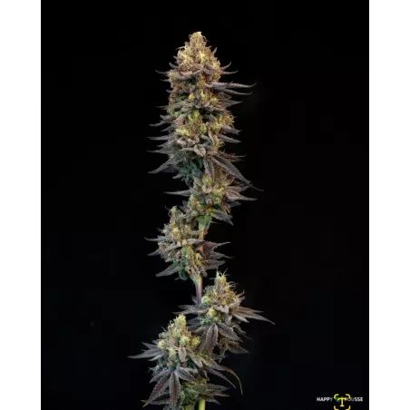 Blue-Lavande-Happy-Pousse-cultivée-en-indoor