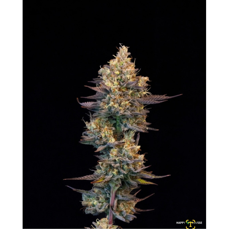 Lemon-Grâce-Happy-Pousse-cultivée-en-indoor