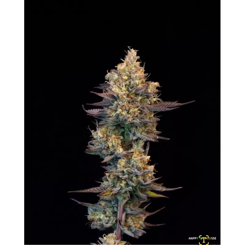 Lemon-Grâce-Happy-Pousse-cultivée-en-indoor