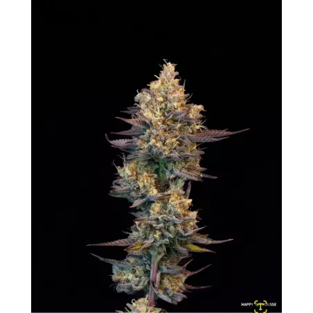 Lemon-Grâce-Happy-Pousse-cultivée-en-indoor