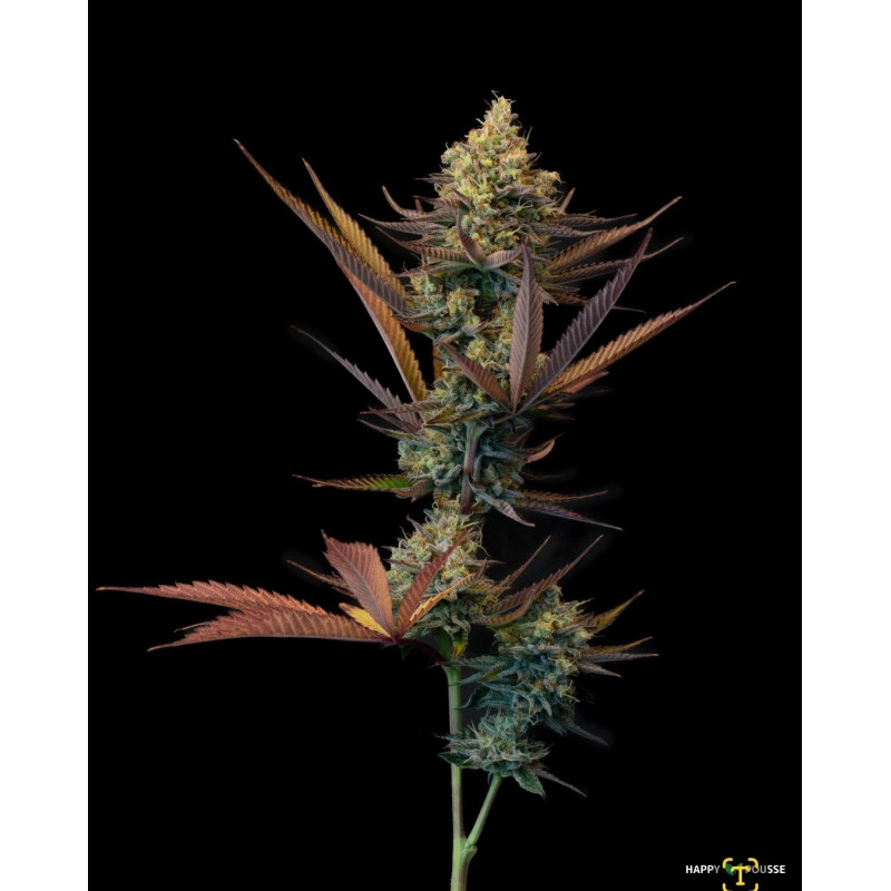 Lemon-Grâce-Happy-Pousse-cultivée-en-indoor