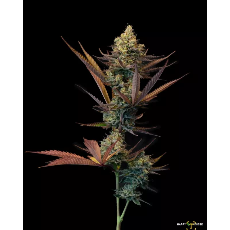 Lemon-Grâce-Happy-Pousse-cultivée-en-indoor