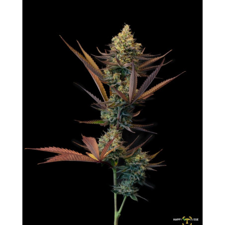 Lemon-Grâce-Happy-Pousse-cultivée-en-indoor