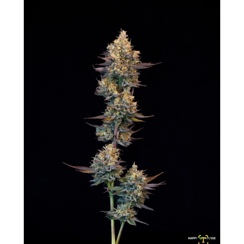 Lemon-Grâce-Happy-Pousse-cultivée-en-indoor