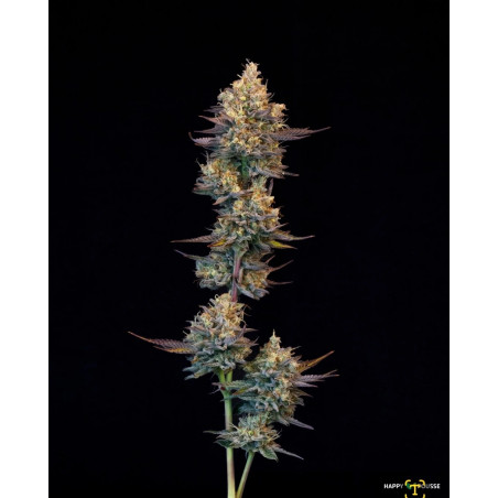 Lemon-Grâce-Happy-Pousse-cultivée-en-indoor