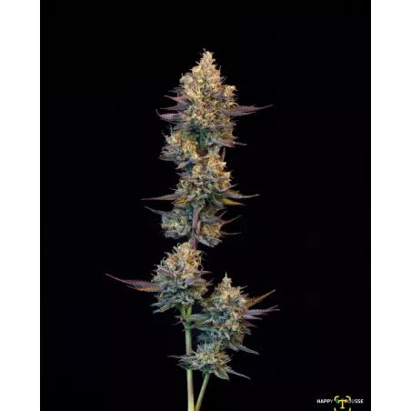 Lemon-Grâce-Happy-Pousse-cultivée-en-indoor