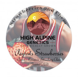 Payton's Strawberries - High Alpine Genetics