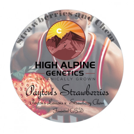 Payton's Strawberries - High Alpine Genetics
