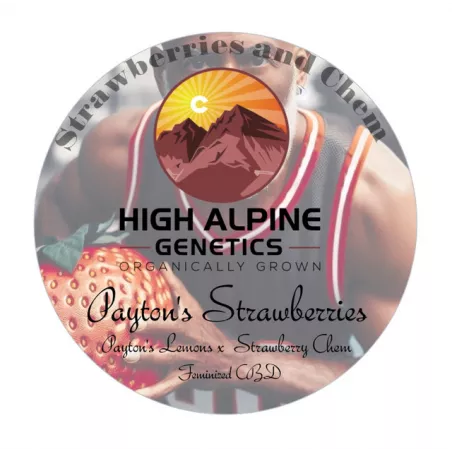 Payton's Strawberries - High Alpine Genetics - Les jardins de bouddha
