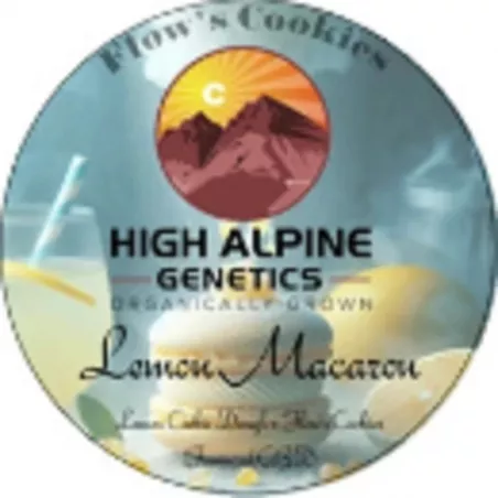 Lemon Macaron - High Alpine Genetics - Les jardins de bouddha