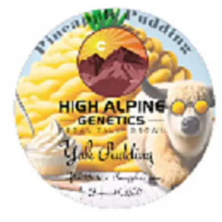 Yak pudding - High Alpine Genetics - Les jardins de bouddha