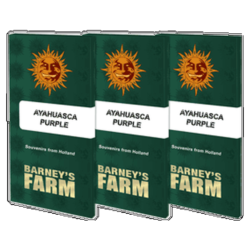 Ayahuasca Purple - Barney's Farm