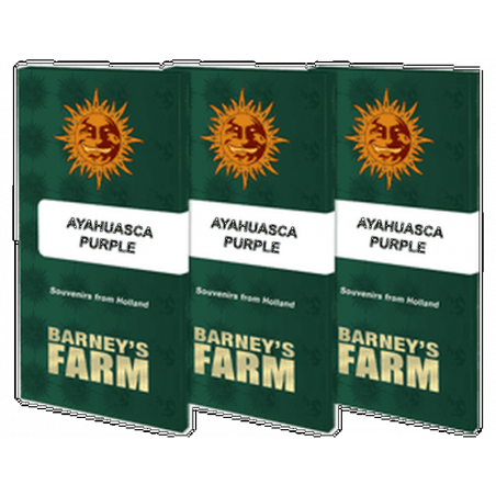 Ayahuasca Purple - Barney's Farm