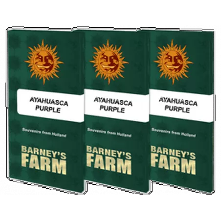 Ayahuasca Purple - Barney's Farm