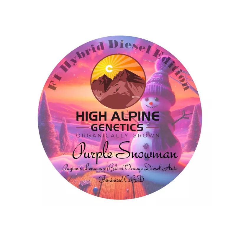 Purple snowman - High Alpine Genetics - Les jardins de bouddha