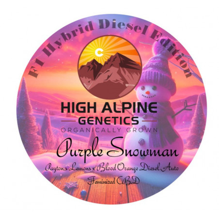 Purple Snowman - High Alpine Genetics