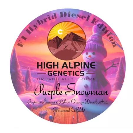 Purple snowman - High Alpine Genetics - Les jardins de bouddha
