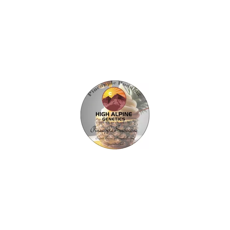 Pineapple snowcone - High Alpine Genetics - Les jardins de bouddha
