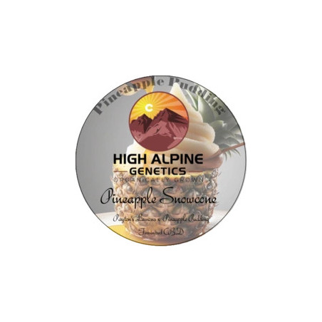 Pineapple Snowcone - High Alpine Genetics