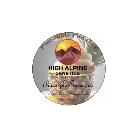 Pineapple snowcone - High Alpine Genetics - Les jardins de bouddha
