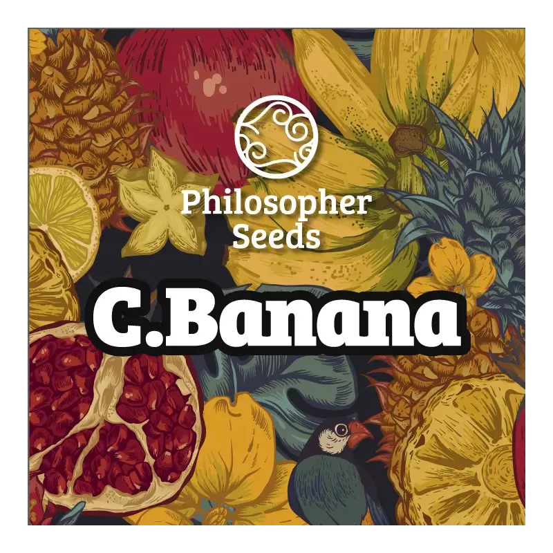 Chiquita Banana - Philosopher Seeds