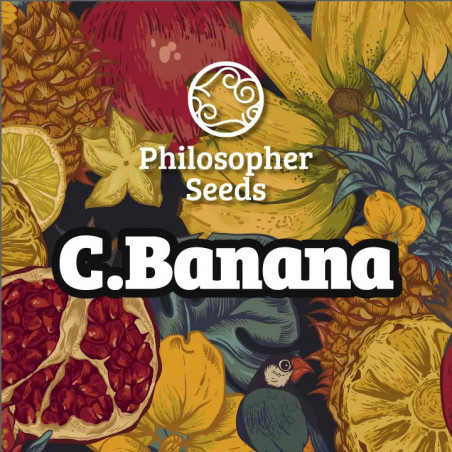 Chiquita Banana - Philosopher Seeds