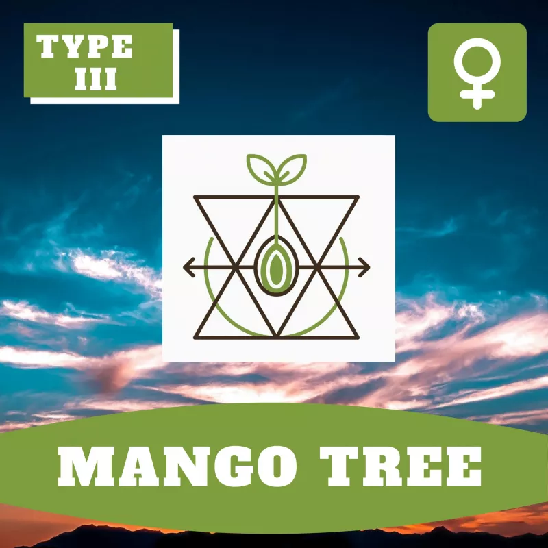 Mango Tree - Hoku Seeds