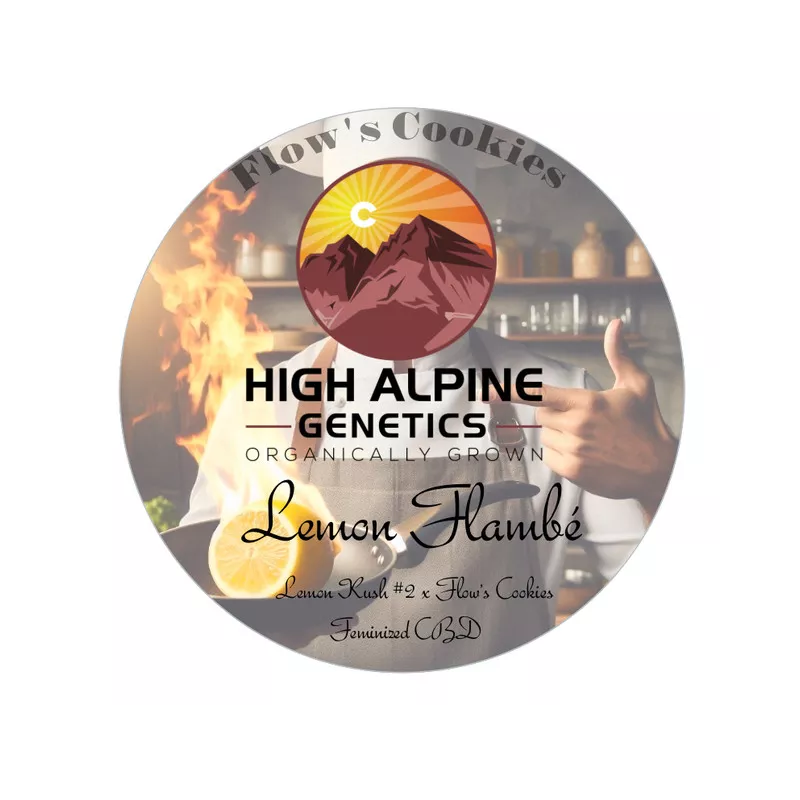 Lemon Flambée - High Alpine Genetics - Les jardins de bouddha