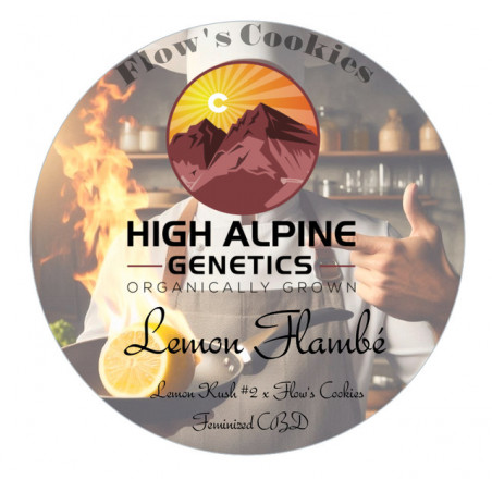 Lemon Flambée - High Alpine Genetics