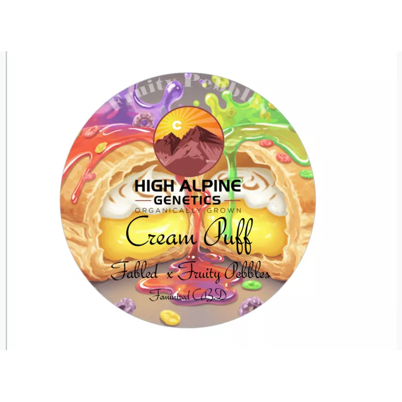 Cream Puff - High Alpine Genetics - Les jardins de bouddha