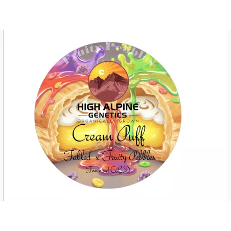 Cream Puff - High Alpine Genetics - Les jardins de bouddha