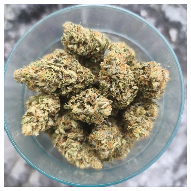 Lemon-Grâce-Happy-Pousse-cultivée-en-indoor