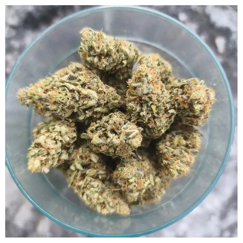 Lemon-Grâce-Happy-Pousse-cultivée-en-indoor